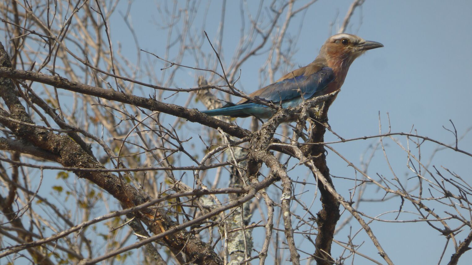 Un rollier dans le parc Kruger