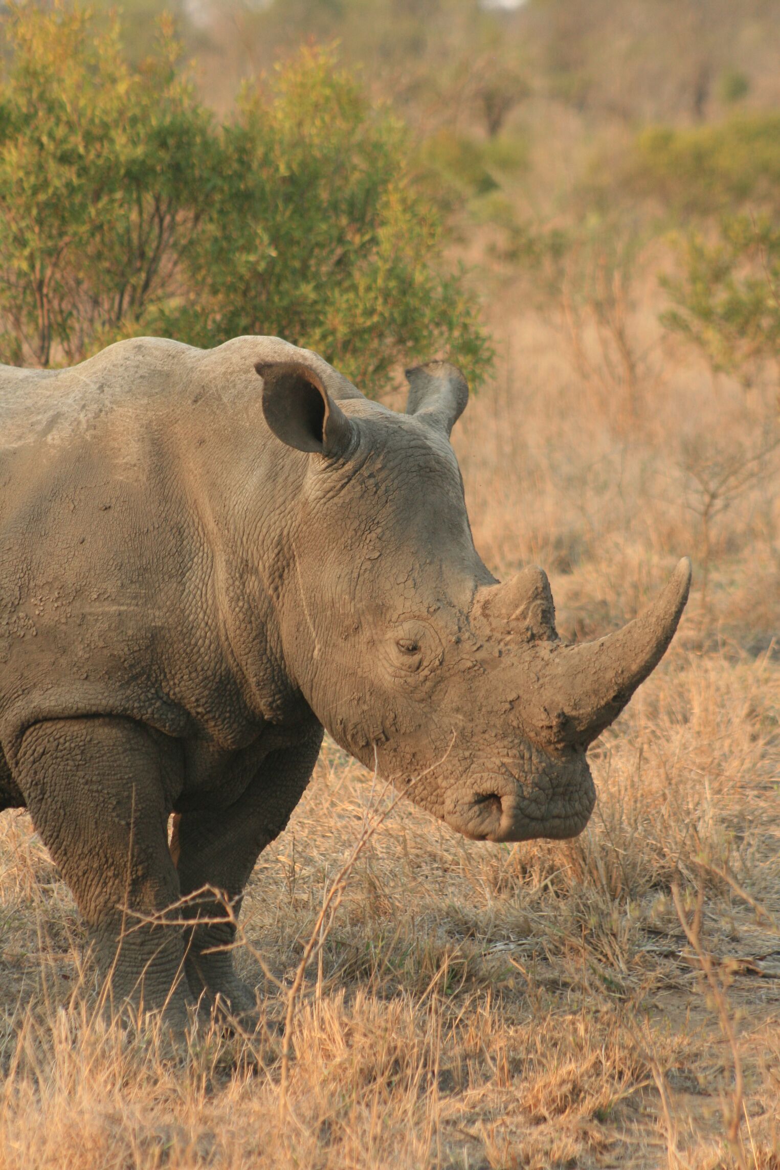 Un rhinocéros dans le parc Kruger